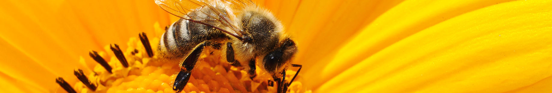 Vorresti un'arnia nel tuo giardino? In America si può affittare una colonia  di api per 150 dollari al mese